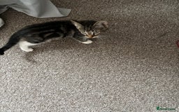 British Shorthair cats for sale: miss noora - Image 2