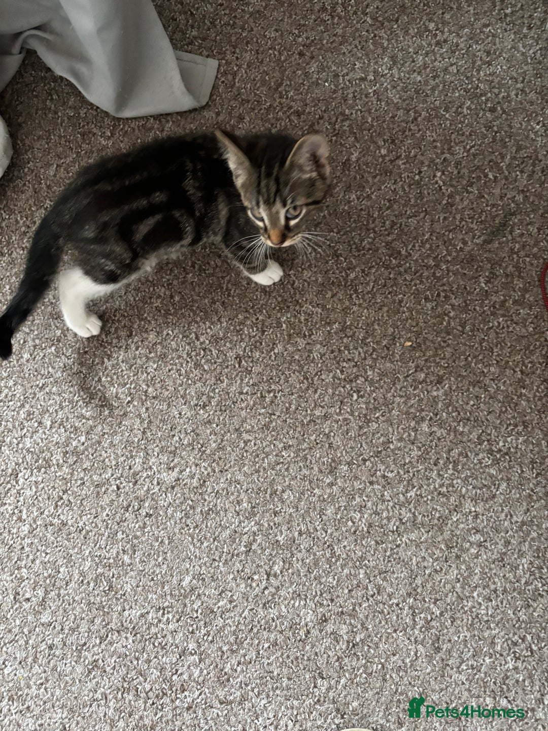 British Shorthair cats for sale: miss noora - Image 2