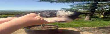 Border Collie Puppy 5