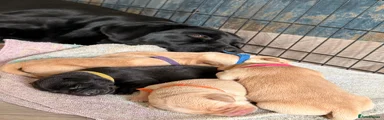 Labrador Retriever Puppy 3
