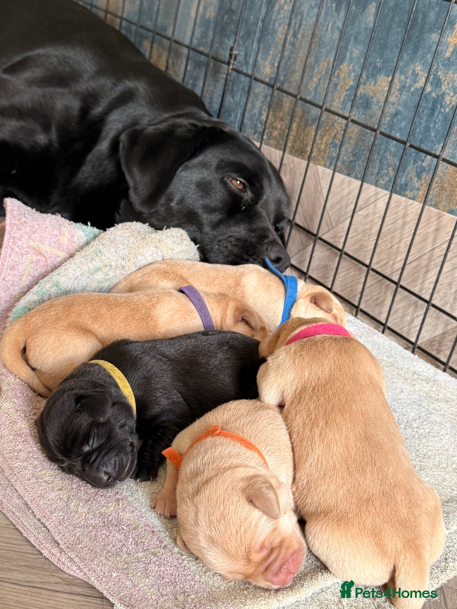 Labrador Retriever dogs for sale: Outstanding KC Registered Labrador Puppies in Elgin - Advert 1