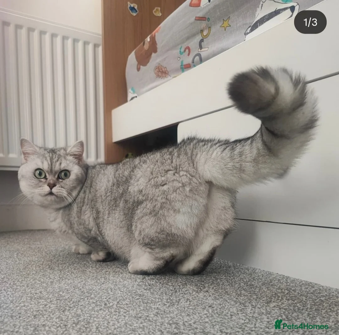 Munchkin cats for sale: Beautiful girl - Advert 2