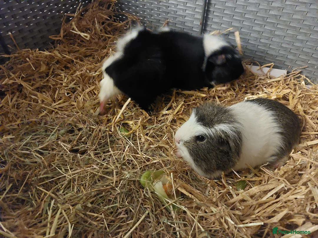 Guinea Pig rodents for sale: 2 x Male Guinea Pigs - Advert 2