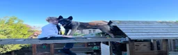 Belgian Shepherd Dog dogs for stud: The one and only Rex in London - Advert 13
