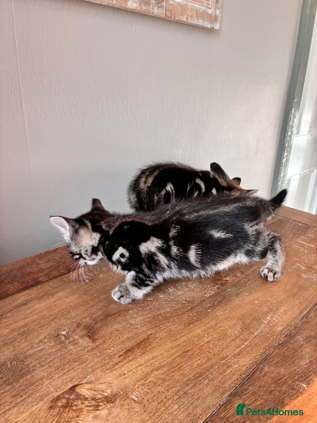 Bengal cats for sale: Bengal cross kittens  - Advert 2