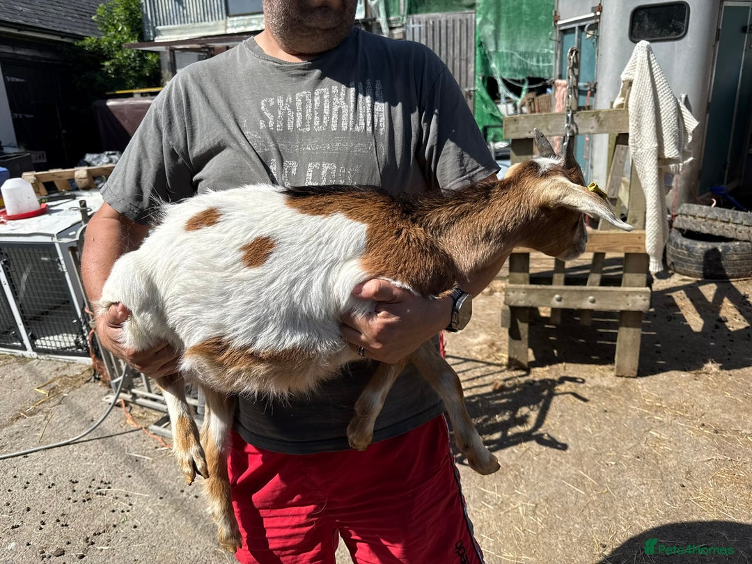 Goats livestock for sale: 2024 2025 does and wether for sale Boer x RGG - Image 4