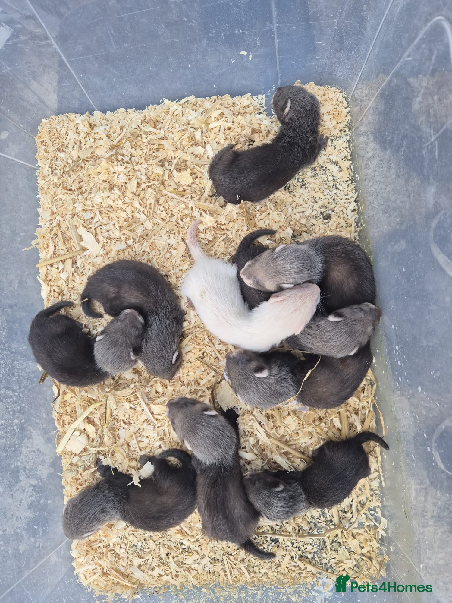 Ferret rodents EU Angor polecat/black self ferrets for sale - Advert 1