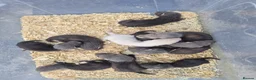 Ferret rodents for sale: EU Angor polecat/black self ferrets for sale in Keighley - Advert 1