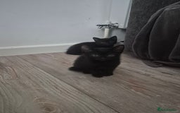 Mixed Breed cats for sale: Kittens  - Image 3