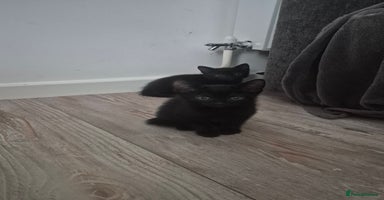 Mixed Breed cats - Advert 12