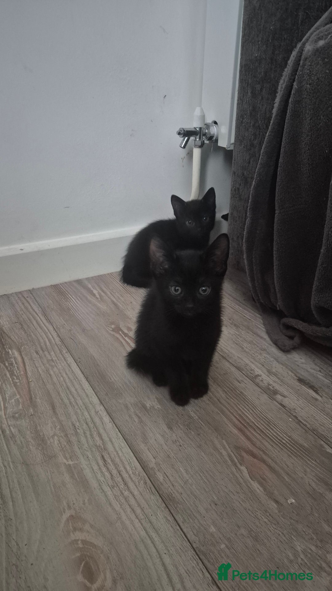 Mixed Breed cats for sale: Kittens  - Image 3