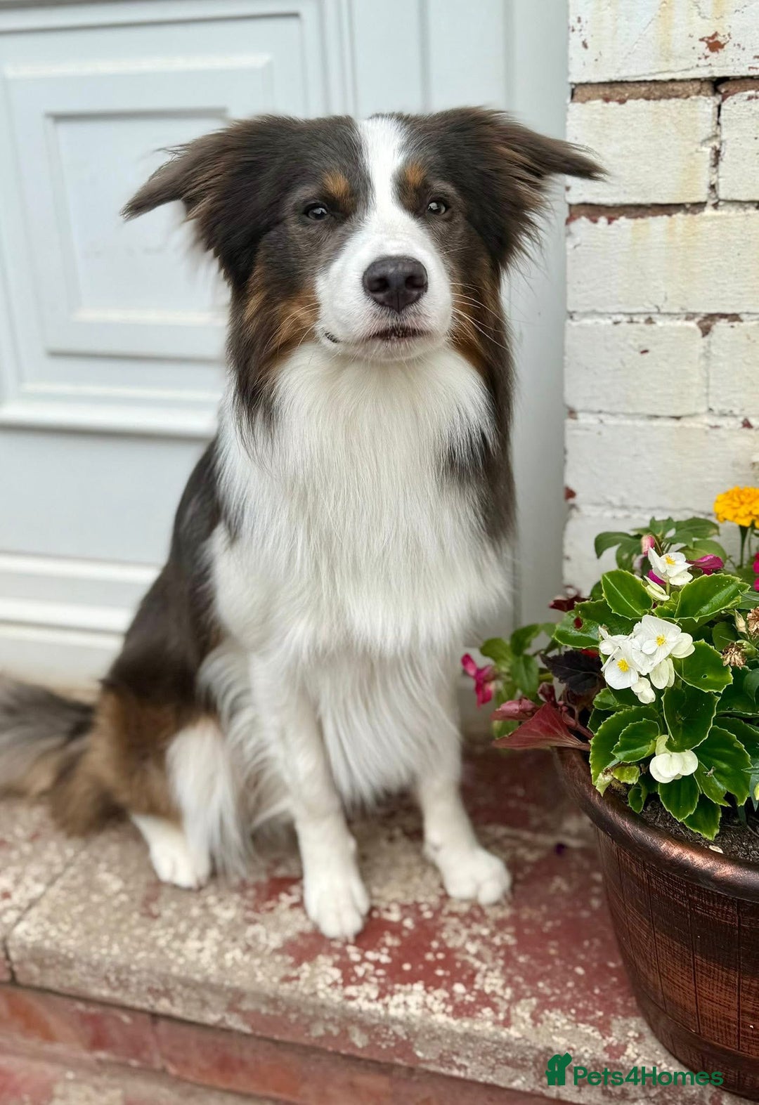 Border Collie dogs for stud: Health tested Blue Tricolour Border Collie Stud  - Image 1