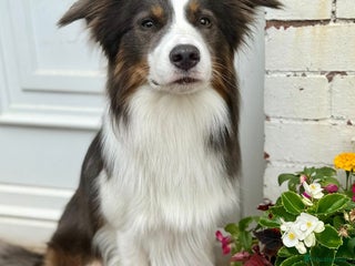Border Collie dogs - Advert 3