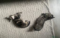 Maine Coon cats for sale: Adorable Tabby Kittens Looking for New Homes 🐾💕” - Image 5