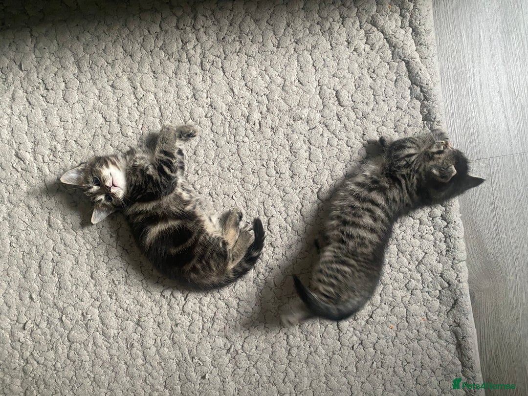 Maine Coon cats for sale: Adorable Tabby Kittens Looking for New Homes 🐾💕” - Image 5
