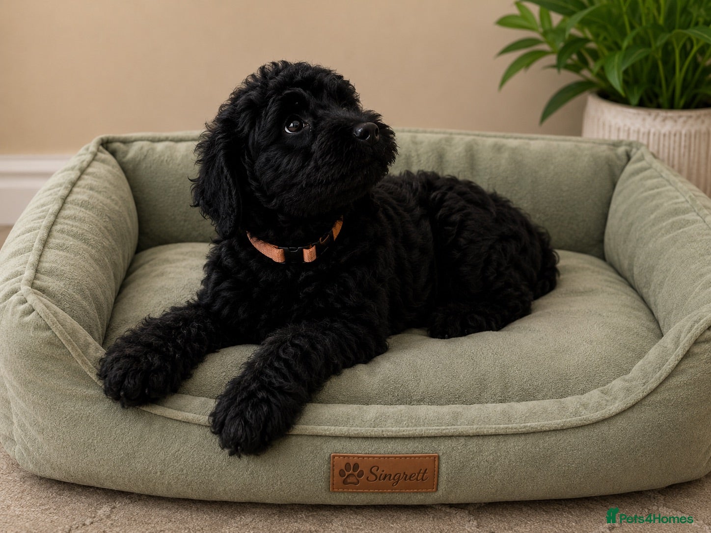 Mixed Breed dogs Airedoodles F1 airedale mum. Phantom poodle dad  - Advert 1