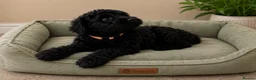 Mixed Breed dogs for sale: Airedoodles F1 airedale mum. Phantom poodle dad  - Advert 1