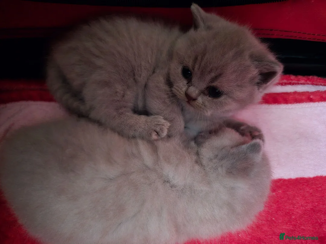 British Shorthair cats for sale: Milly & Molly GCCF BSH  kittens for sale  - Advert 22
