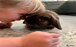 Mixed Breed rabbits for sale: 2 x Bonded Mini Lop X Lionhead Rabbits  - Image 6