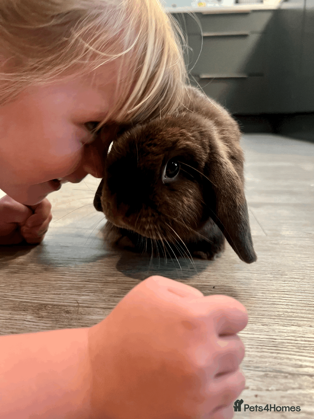 Mixed Breed rabbits for sale: 2 x Bonded Mini Lop X Lionhead Rabbits  - Image 6