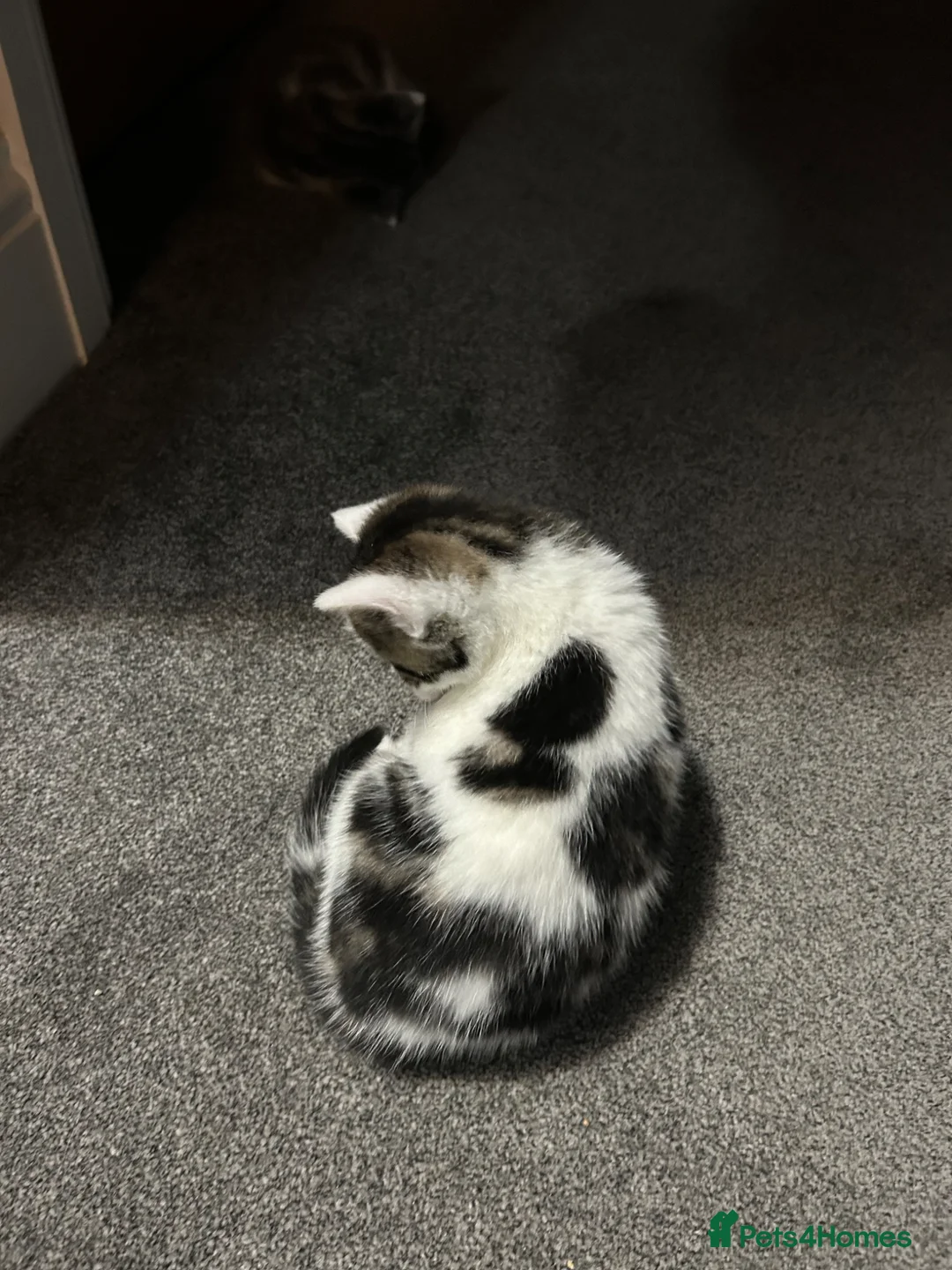 Mixed Breed cats for sale: 2 beautiful kittens. - Advert 2