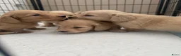 Miniature Dachshund dogs for sale: Cream long haired dachshund  - Advert 12