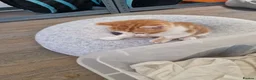 Mixed Breed cats for sale: Handsome Ginger Boy & Adorable Calico Girl - Advert 34