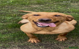 Labrador Retriever dogs for sale: Fox red Labrador  - Image 1