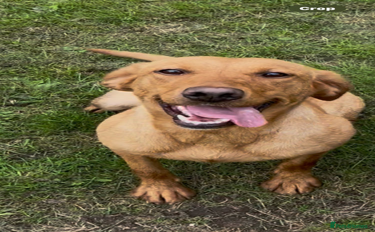 Labrador Retriever dogs - Advert 8
