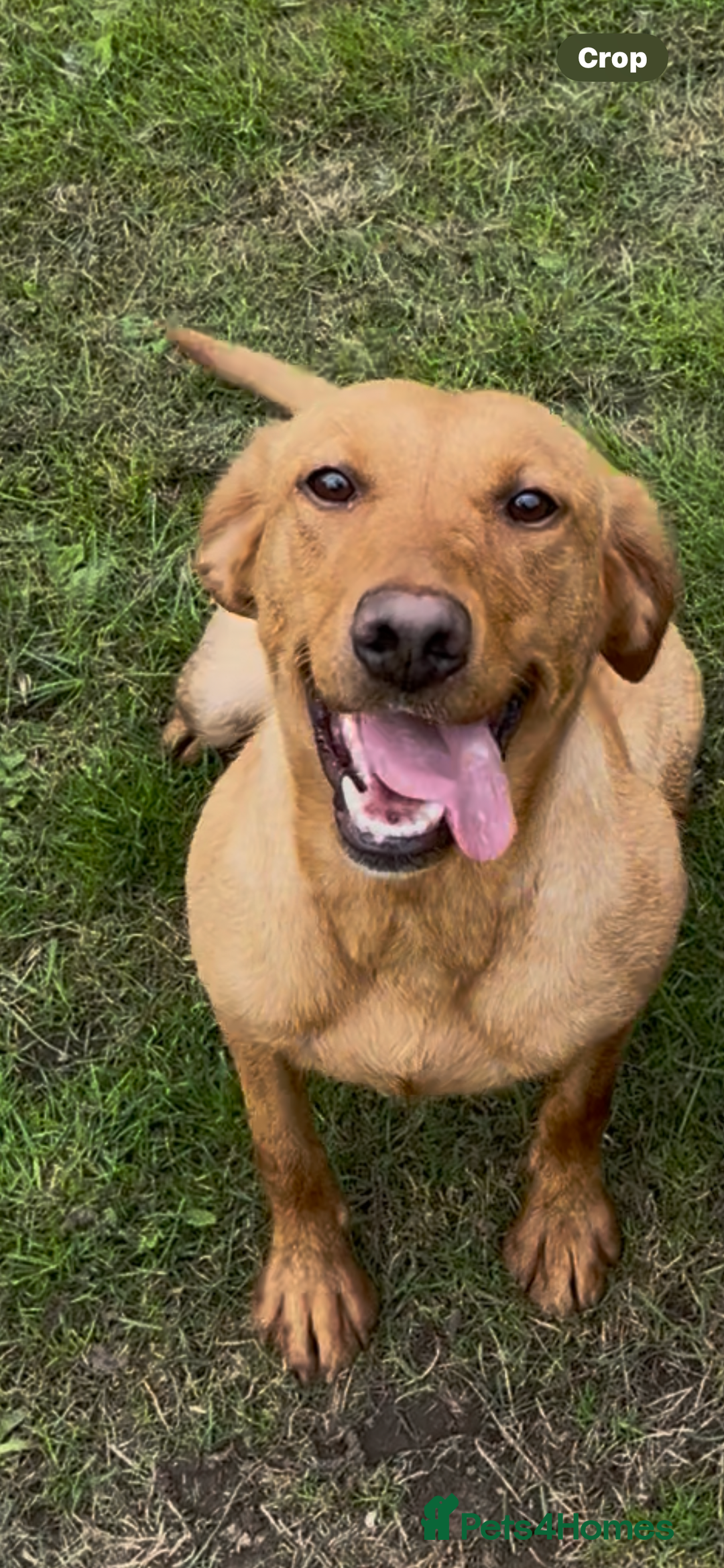 Labrador Retriever dogs for sale: Fox red Labrador  - Image 1