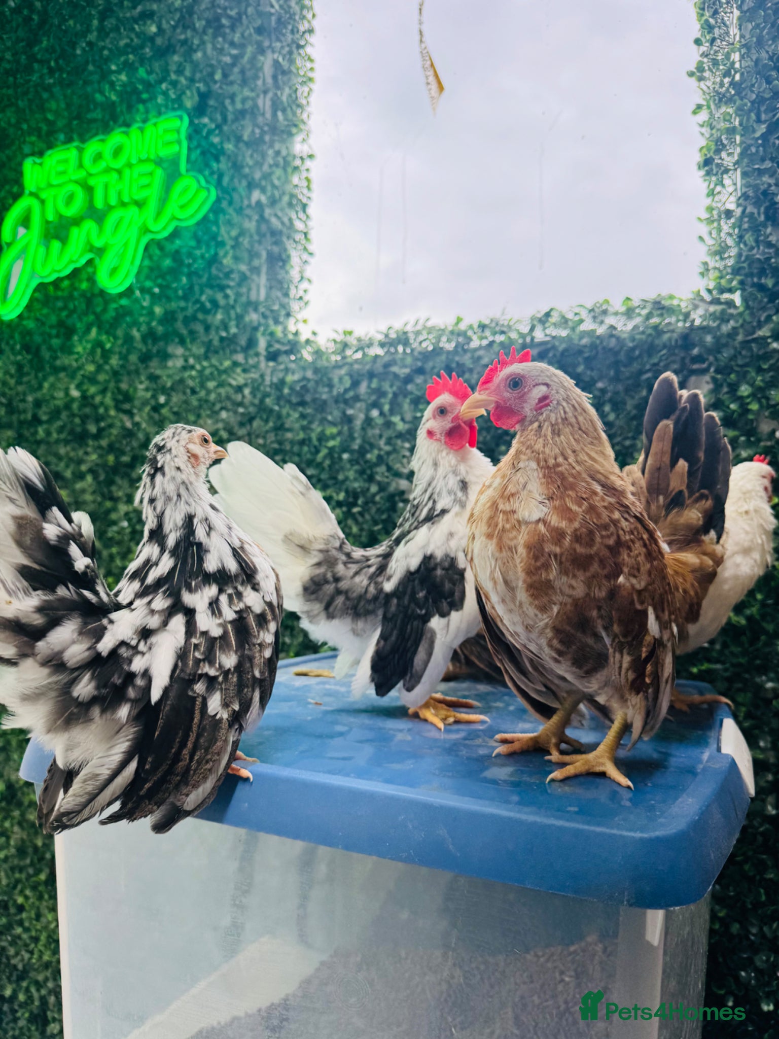 Chickens poultry for sale: ***The Worlds smallest—Serama Bantams*** - Advert 2