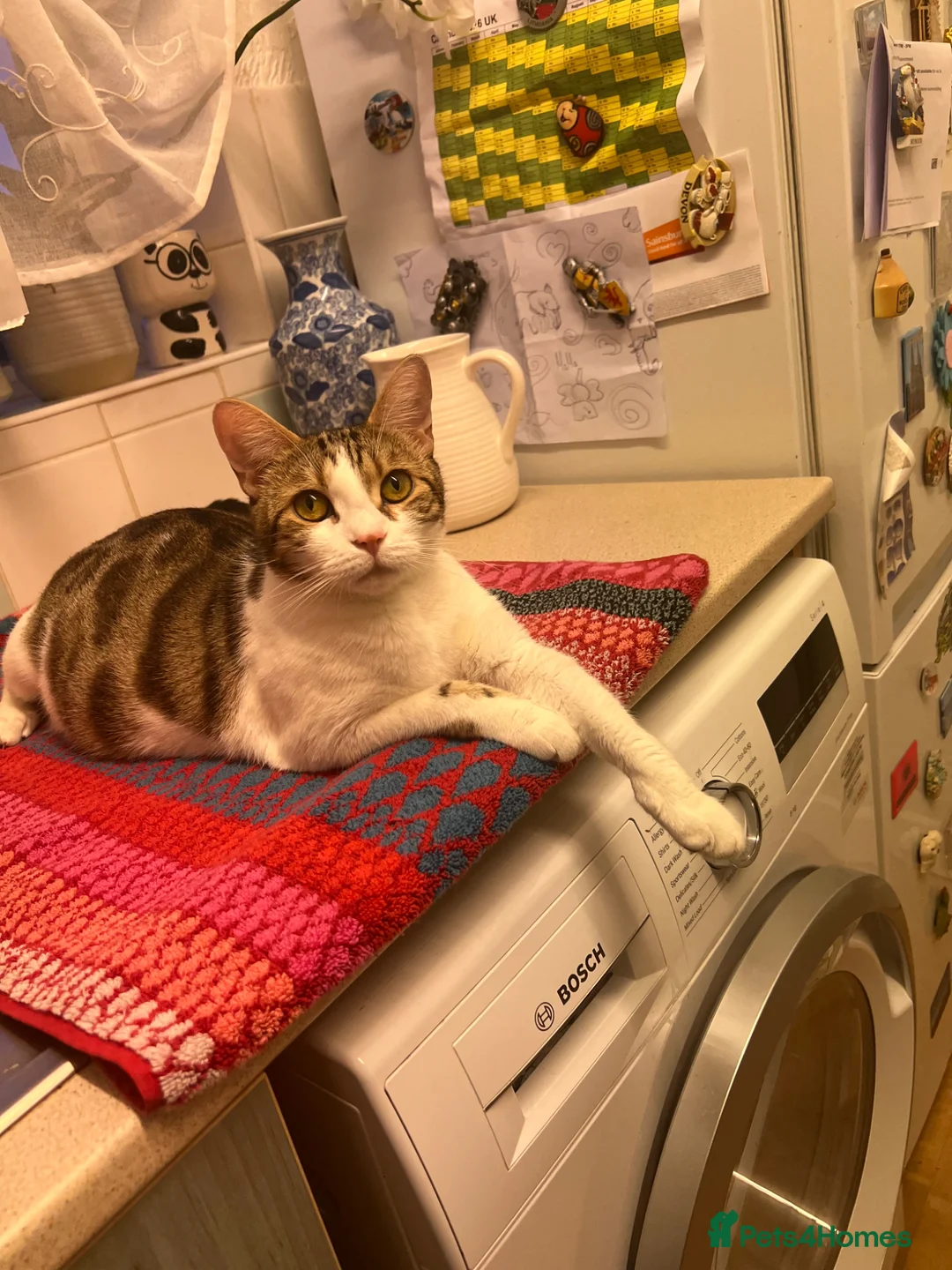 Mixed Breed cats for sale: Kittens in Spalding - Advert 1