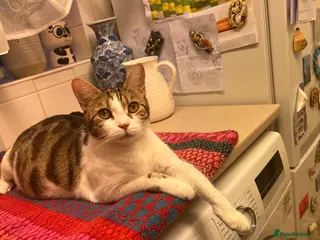 Mixed Breed cats Kittens - Advert 2