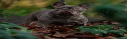French Bulldog dogs for stud: French Bulldog Stud 🔥 The Next Generation - Advert 13