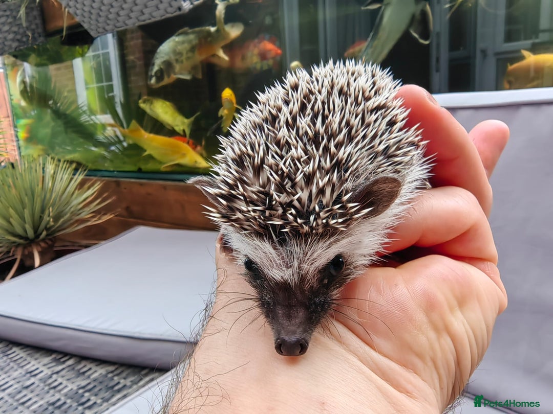 Pygmy Hedgehog rodents for sale: African pygmy hedgehogs - Image 22