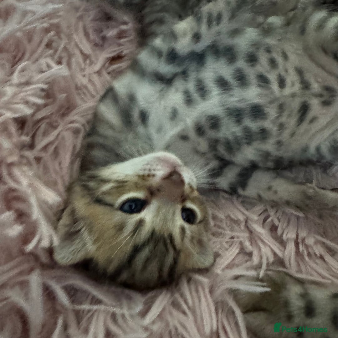 Bengal cats for sale: Beautiful Bengal Kittens - only GIRL available  - Advert 2