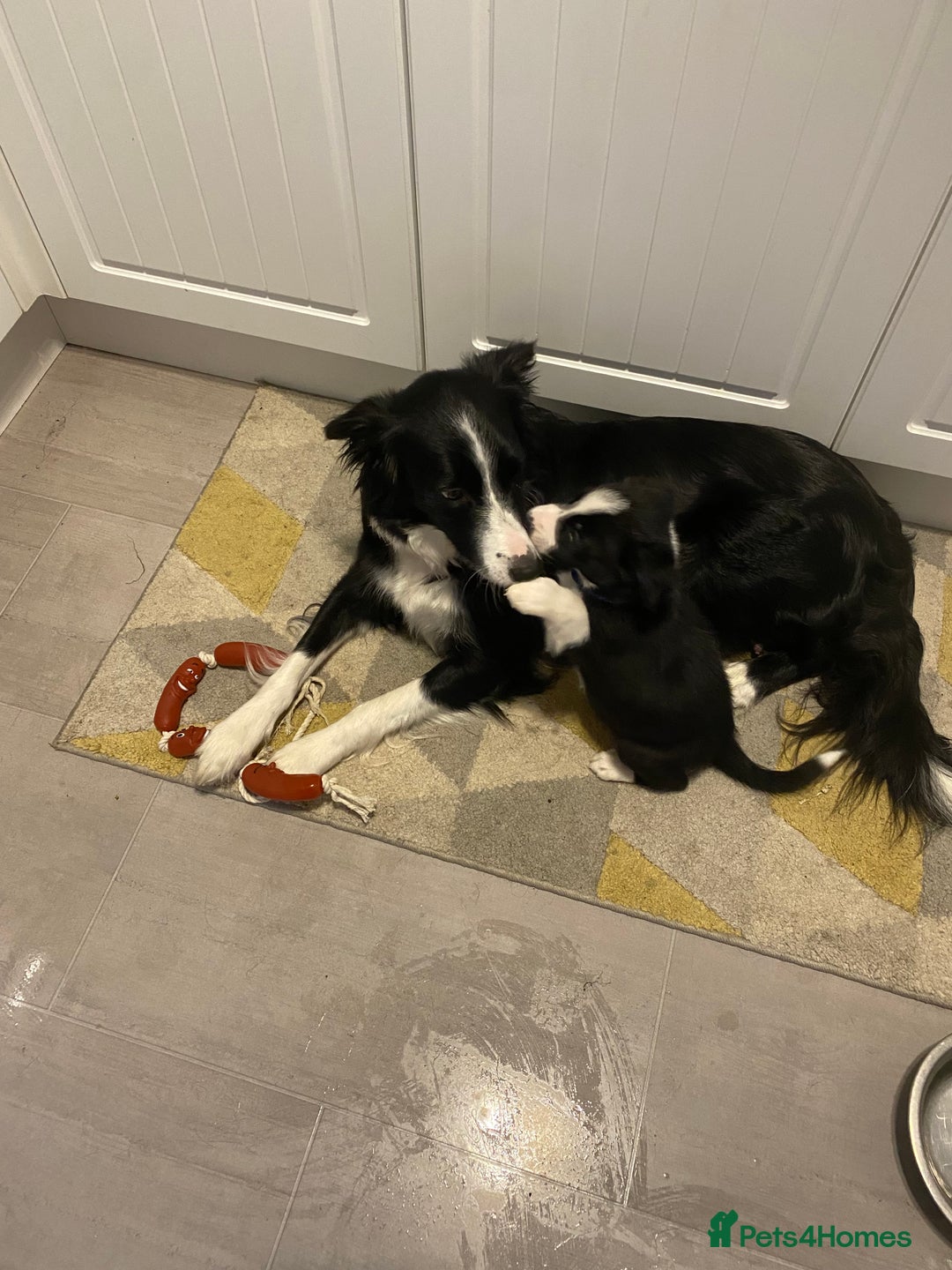 Border Collie dogs for sale: Border collie puppies  - Advert 4