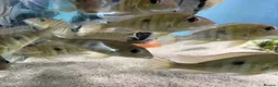 Other/Mixed Breed fish for sale: Geophagus red head tapajos  - Advert 8