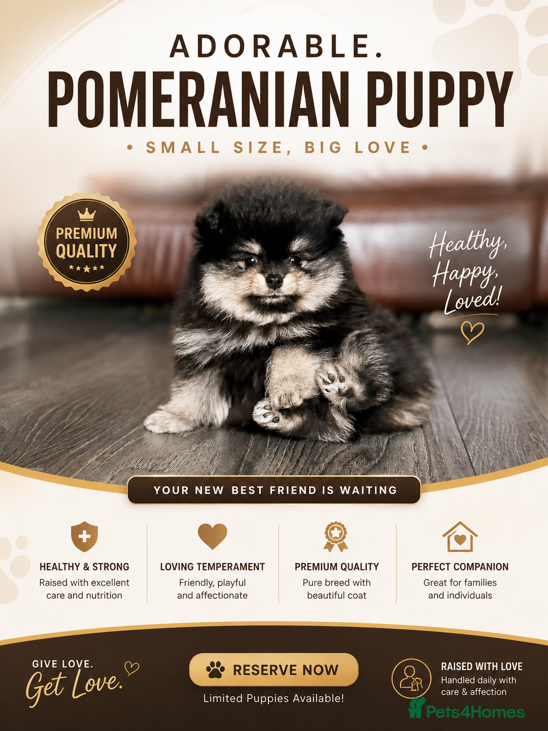Pomeranian dogs 🌟 Luxury Pomeranian Puppies 🌟  - Advert 1