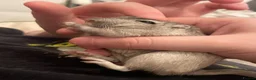 Gerbil rodents for sale: 3 beautiful female gerbils  in Reading - Advert 4