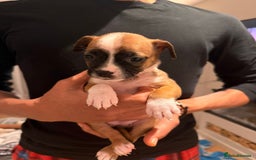 Mixed Breed dogs for sale: Pug terriers - Image 4