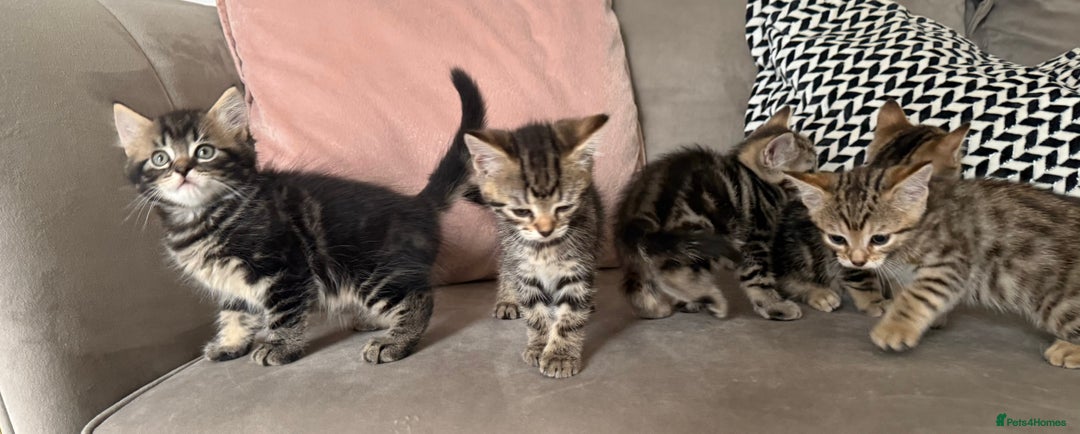 Mixed Breed cats for sale: British short hair/ragdoll mixed breed kittens  - Image 3
