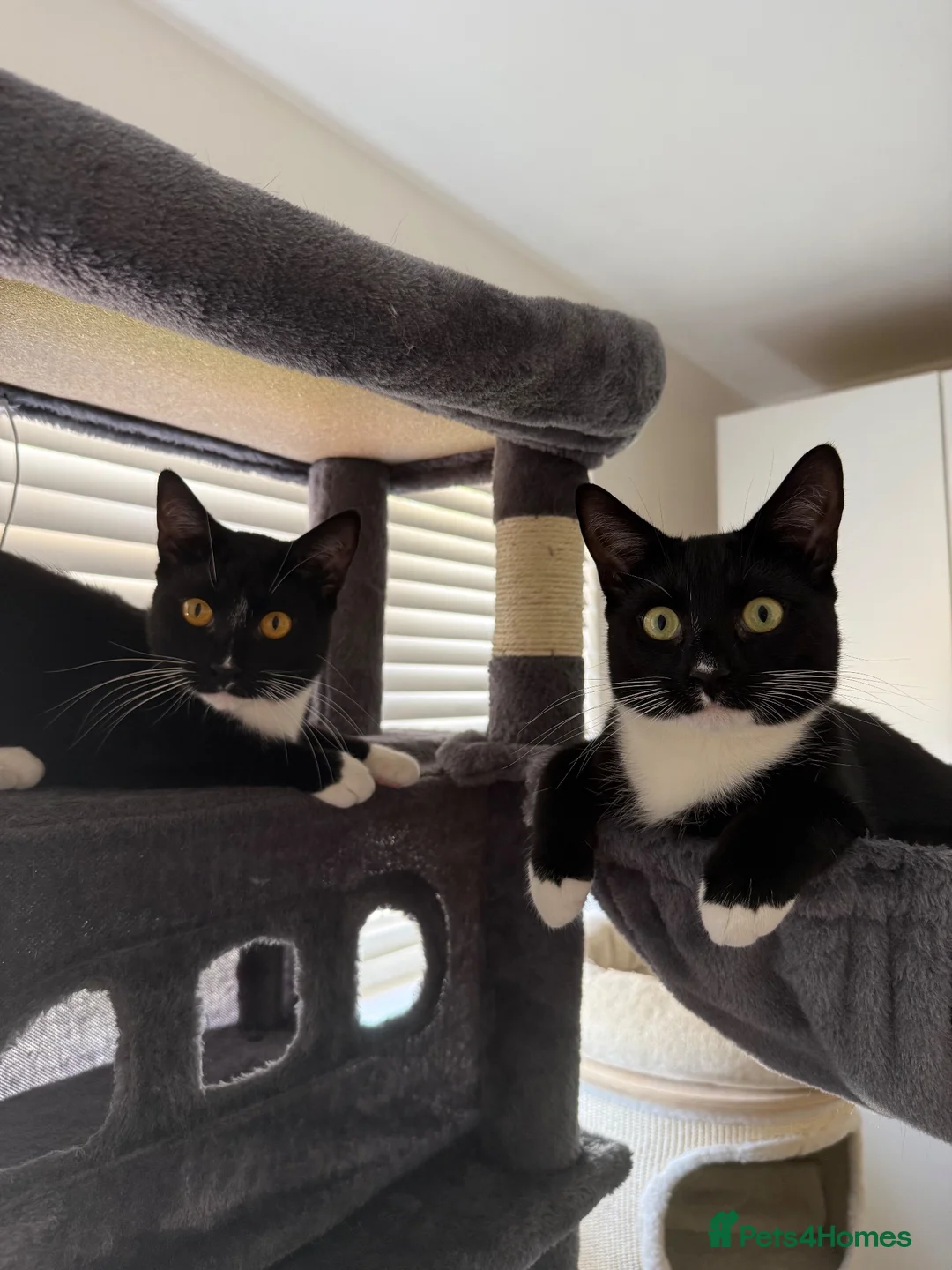 Mixed Breed cats for sale: The Best Boy Kabal - Advert 2