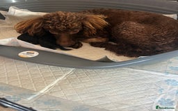 Miniature Poodle dogs for sale: Miniature poodle - Image 5