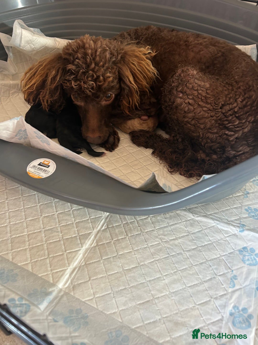 Miniature Poodle dogs for sale: Miniature poodle - Image 5