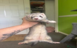 Ferret rodents for sale: Different ferret kits available  - Image 10