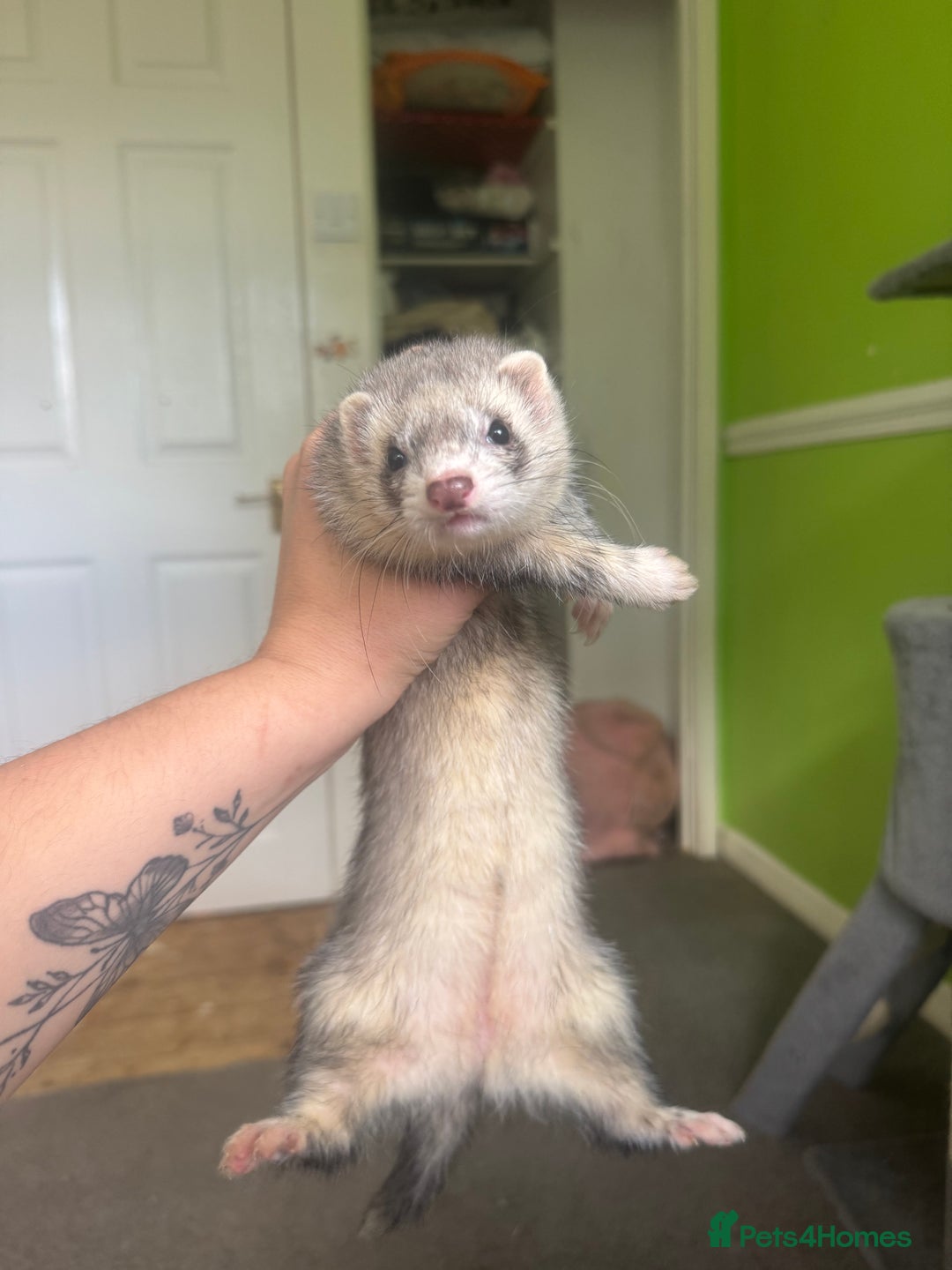 Ferret rodents for sale: Different ferret kits available  - Image 10
