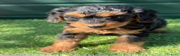 Cockapoo dogs for sale: Stunning Toy Cockapoo pups - Advert 13