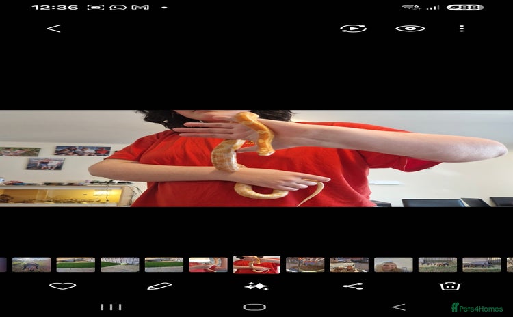 Corn Snake reptiles - Advert 8