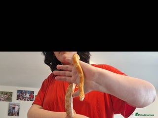 Corn Snake reptiles for sale - Advert 1